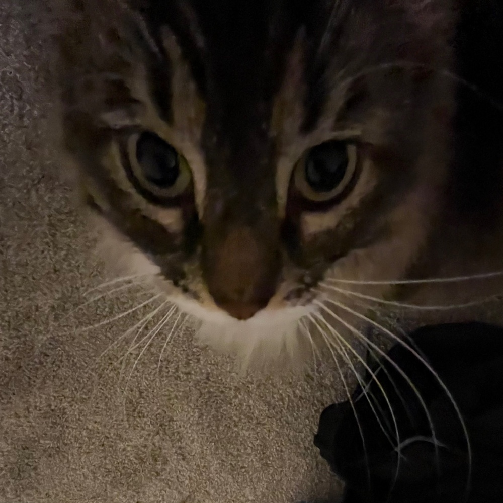 Meet your Posher, Madison